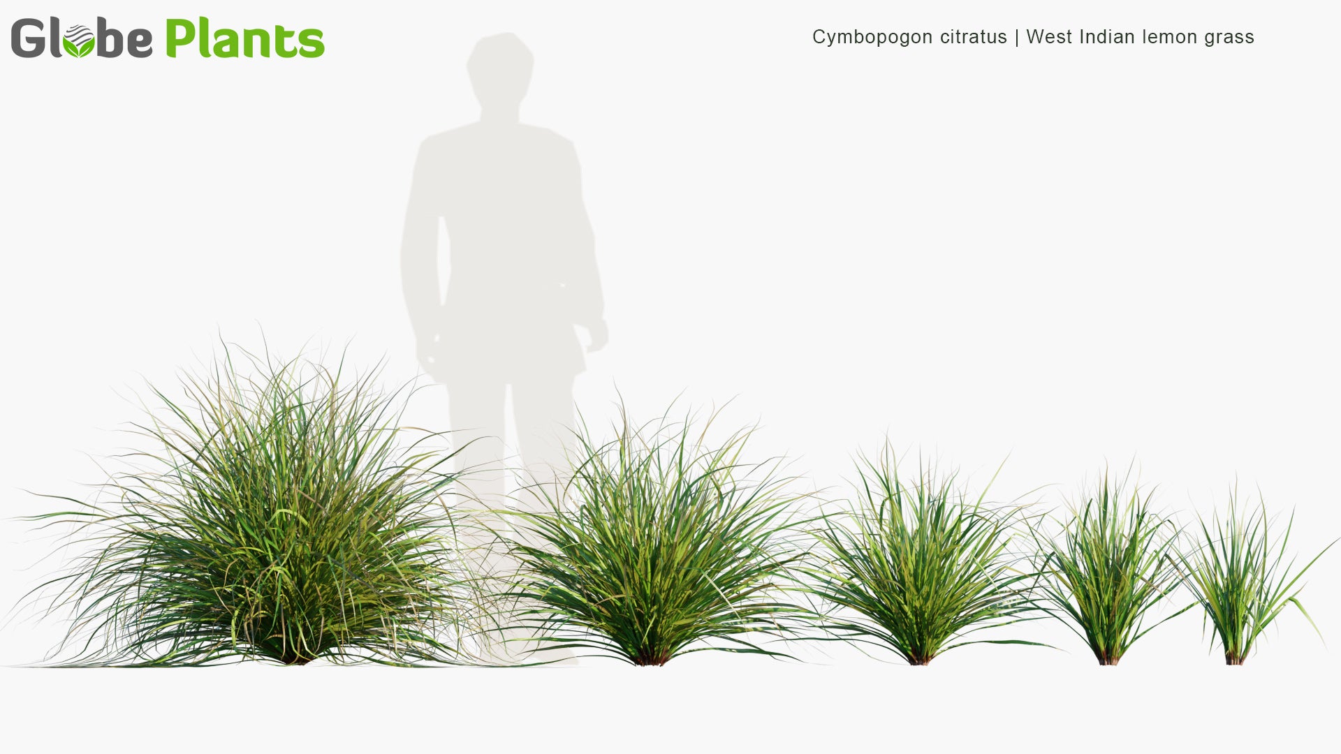 Cymbopogon Citratus - West Indian Lemon Grass (3D Model)