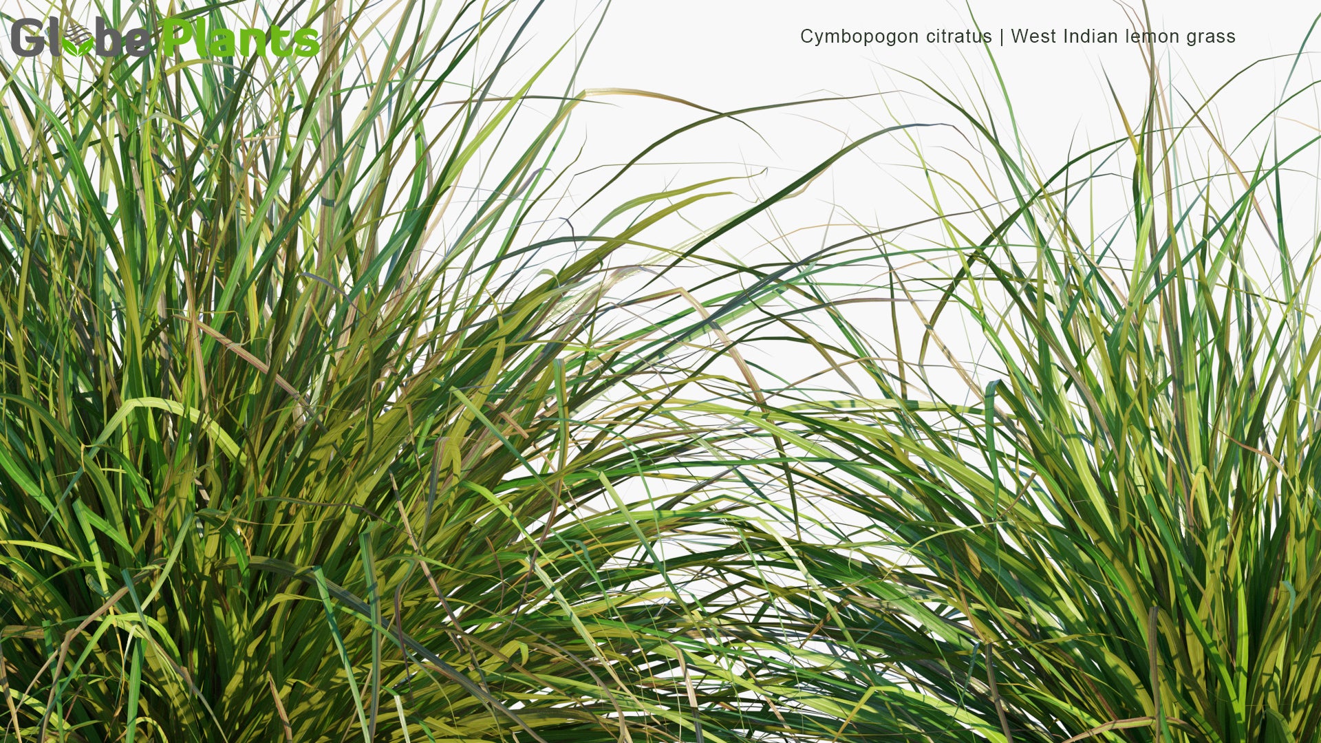 Cymbopogon Citratus - West Indian Lemon Grass (3D Model)