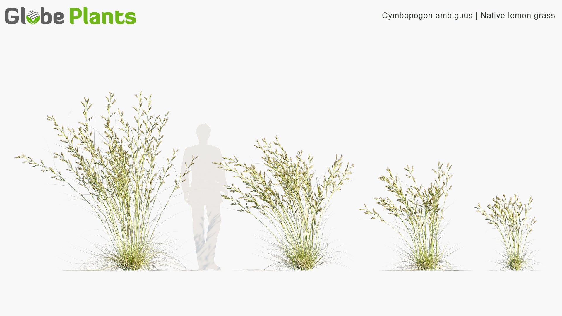 Cymbopogon Ambiguus - Australian Lemon-Scented Grass