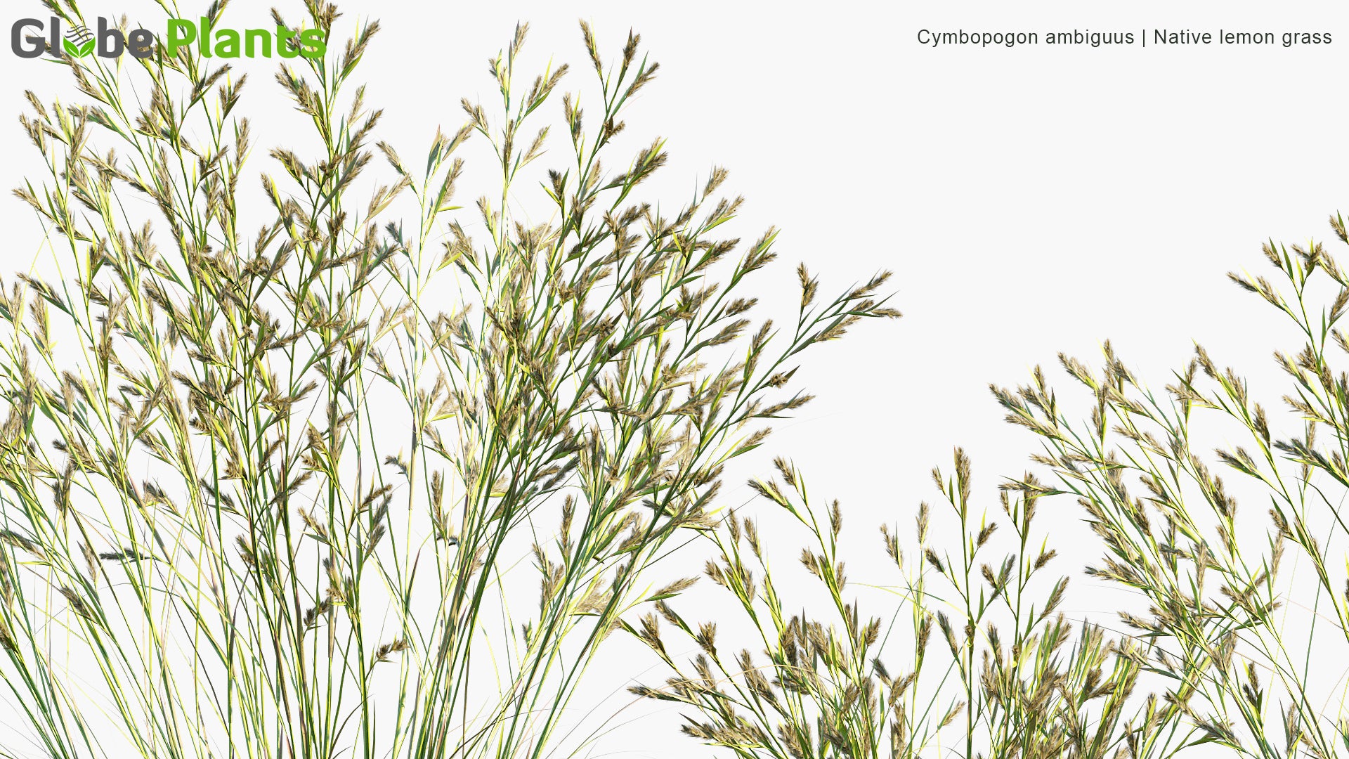 Cymbopogon Ambiguus - Australian Lemon-Scented Grass