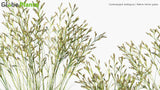 Load image into Gallery viewer, Cymbopogon Ambiguus - Australian Lemon-Scented Grass