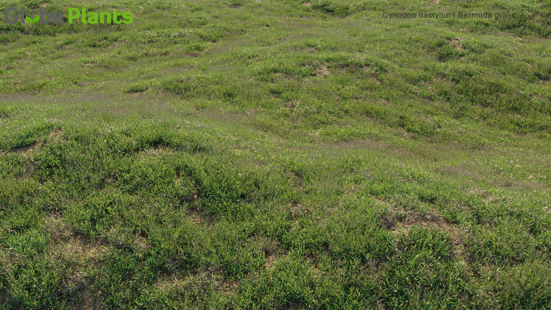 Cynodon Dactylon - Bermuda Grass, Couch Grass (3D Model)