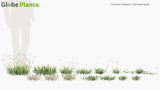 Load image into Gallery viewer, Cynodon Dactylon - Bermuda Grass, Couch Grass (3D Model)