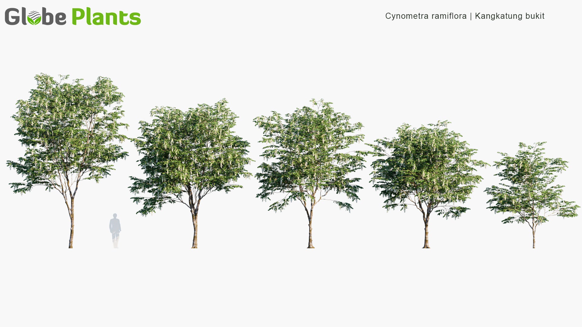Cynometra Ramiflora 3D Model