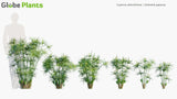 Load image into Gallery viewer, Cyperus Alternifolius - Umbrella Papyrus, Umbrella Sedge, Umbrella Palm (3D Model)