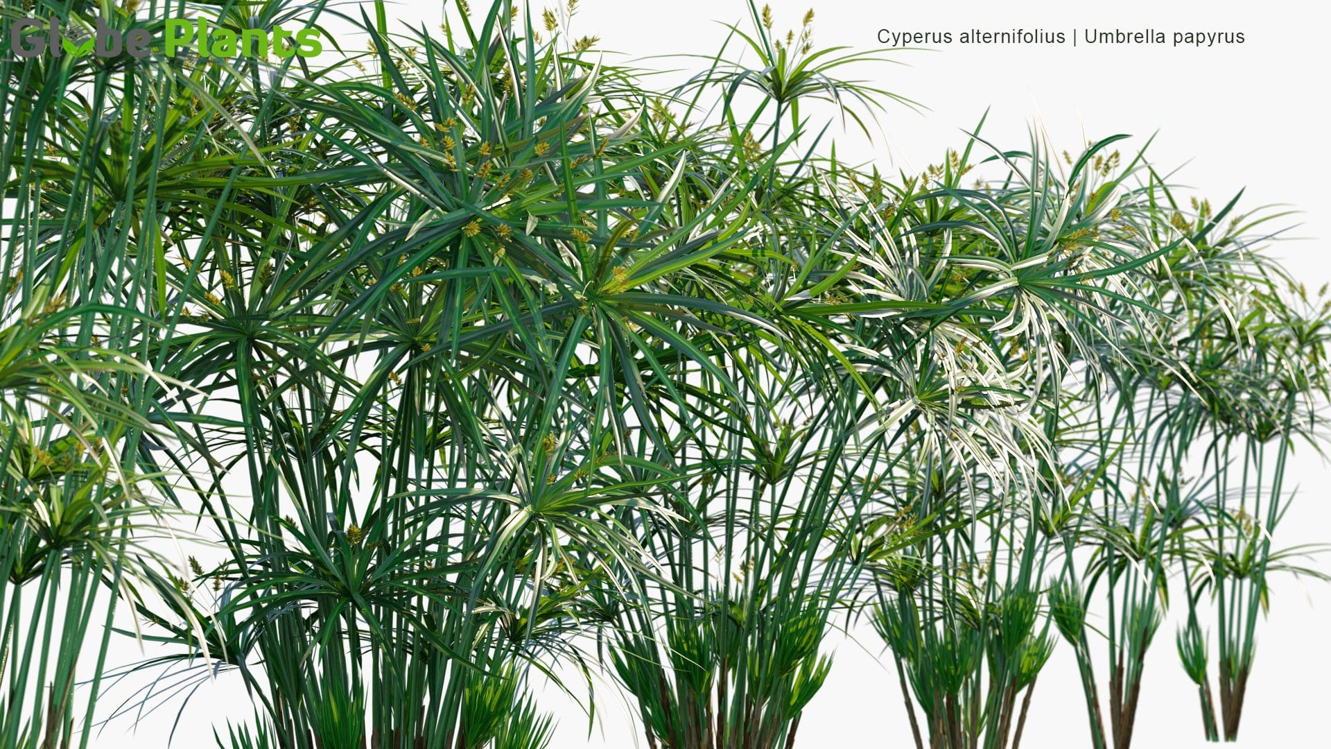 Cyperus Alternifolius - Umbrella Papyrus, Umbrella Sedge, Umbrella Palm (3D Model)