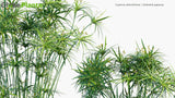 Load image into Gallery viewer, Cyperus Alternifolius - Umbrella Papyrus, Umbrella Sedge, Umbrella Palm (3D Model)