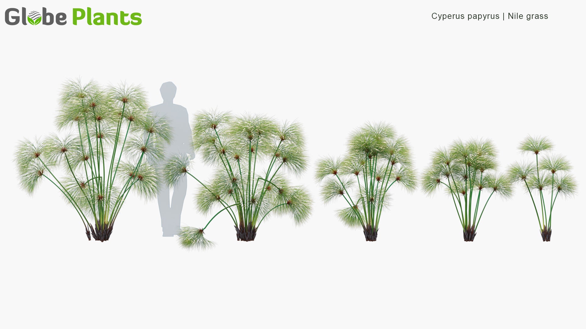 Cyperus Papyrus - Papyrus Sedge, Paper Reed, Indian Matting, Nile Grass (3D Model)