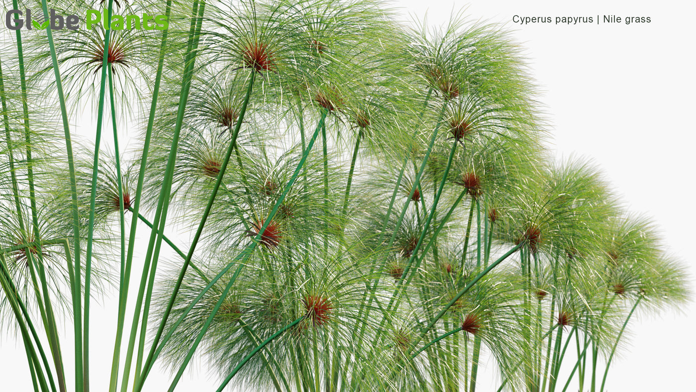 High Poly | Cyperus Papyrus (Papyrus Sedge, Paper Reed) 3D Model