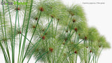 Load image into Gallery viewer, Cyperus Papyrus - Papyrus Sedge, Paper Reed, Indian Matting, Nile Grass (3D Model)