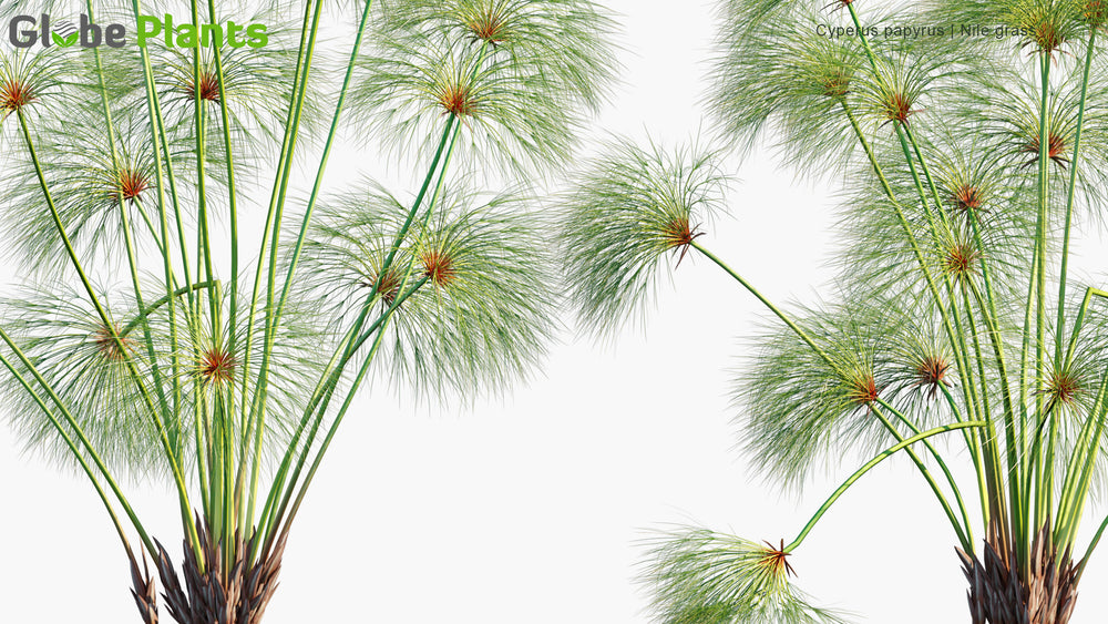 High Poly | Cyperus Papyrus (Papyrus Sedge, Paper Reed) 3D Model