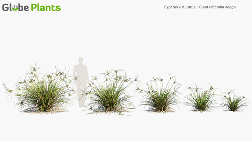 Cyperus Ustulatus 