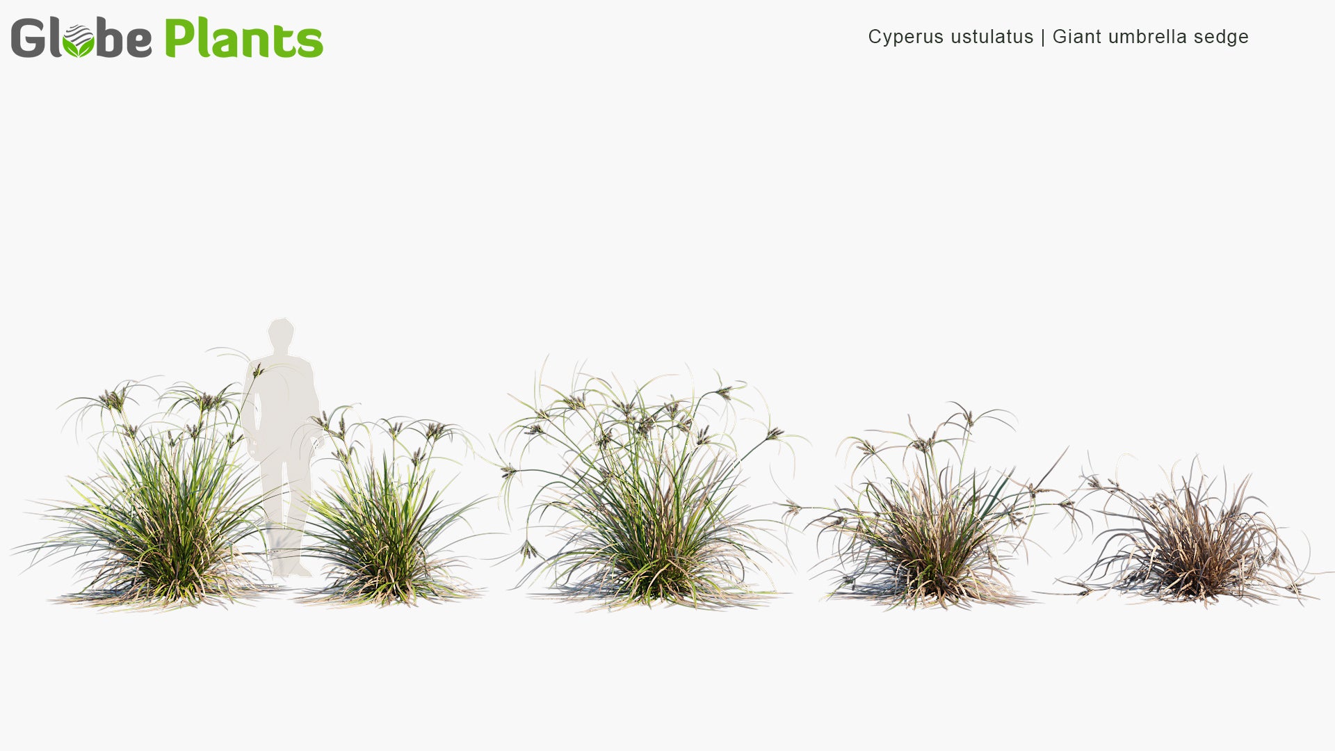 Cyperus Ustulatus - Giant Umbrella-Sedge, Coastal Cutty Grass