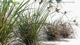 Load image into Gallery viewer, Cyperus Ustulatus - Giant Umbrella-Sedge, Coastal Cutty Grass
