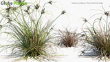 Load image into Gallery viewer, Cyperus Ustulatus - Giant Umbrella-Sedge, Coastal Cutty Grass
