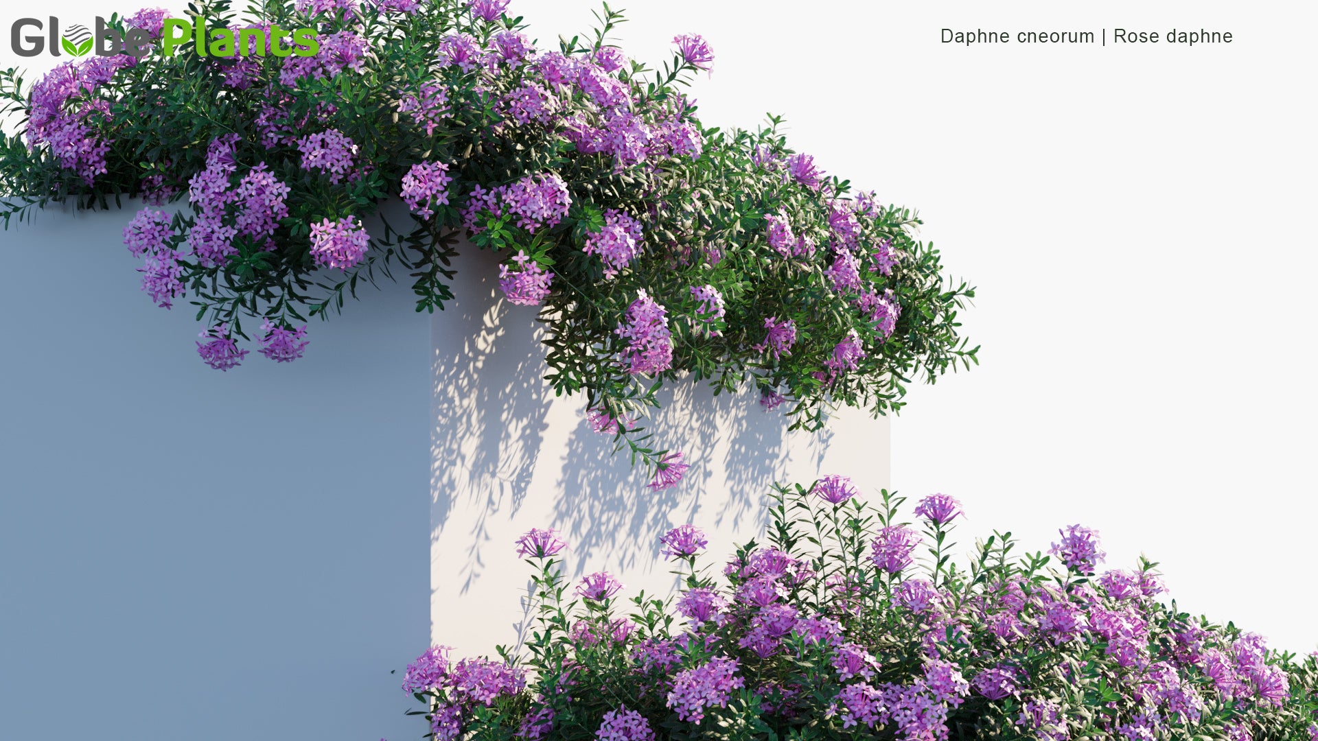 Daphne Cneorum - Garland Flower, Rose Daphne