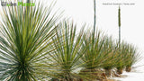Load image into Gallery viewer, Dasylirion Texanum - Texas Sotol (3D Model)