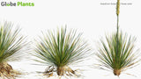 Load image into Gallery viewer, Dasylirion Texanum - Texas Sotol (3D Model)