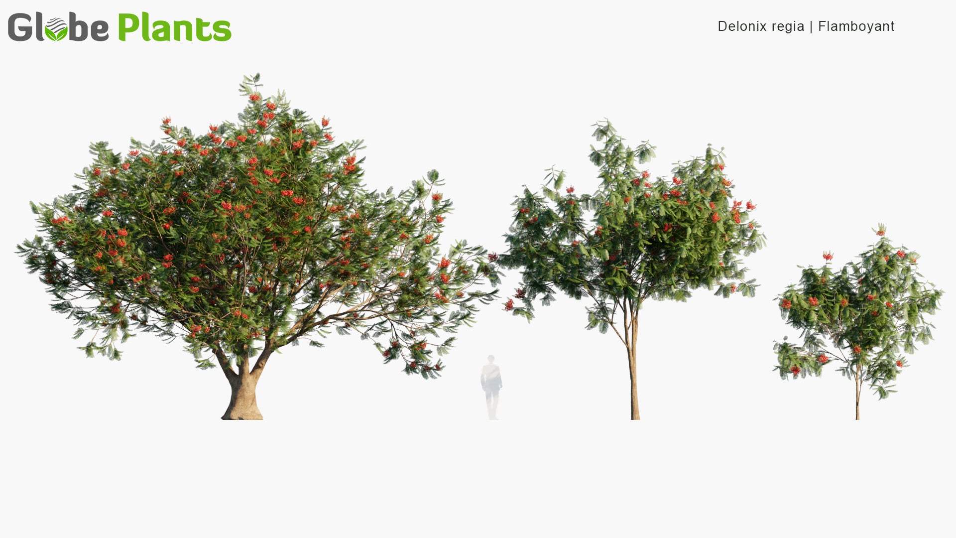 Delonix Regia - Royal Poinciana, Flamboyant, Flame of The Forest, Flame Tree (3D Model)