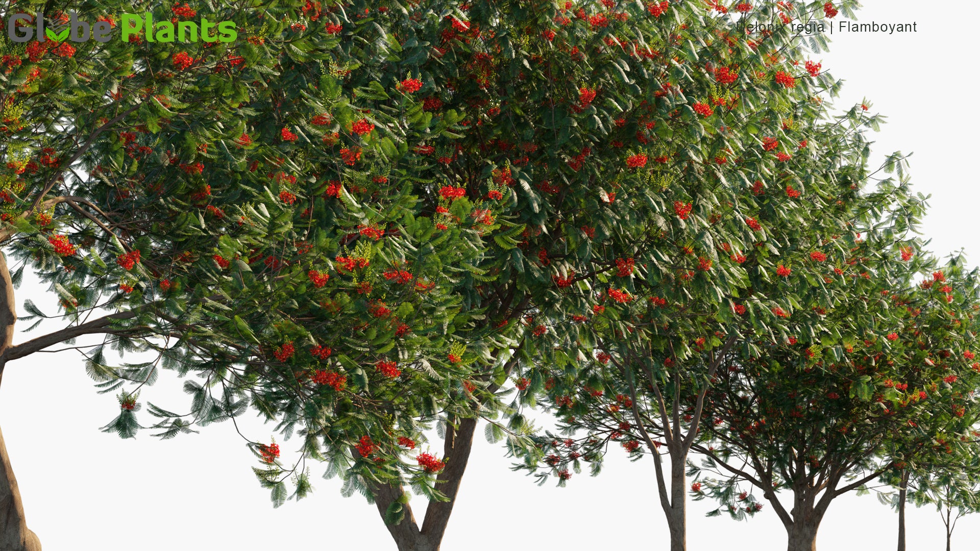 Delonix Regia - Royal Poinciana, Flamboyant, Flame of The Forest, Flame Tree (3D Model)