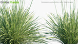 Load image into Gallery viewer, Deschampsia Cespitosa &#39;Northern Lights&#39; - Tufted Hair Grass (3D Model)