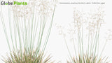 Load image into Gallery viewer, Deschampsia Cespitosa &#39;Northern Lights&#39; - Tufted Hair Grass (3D Model)