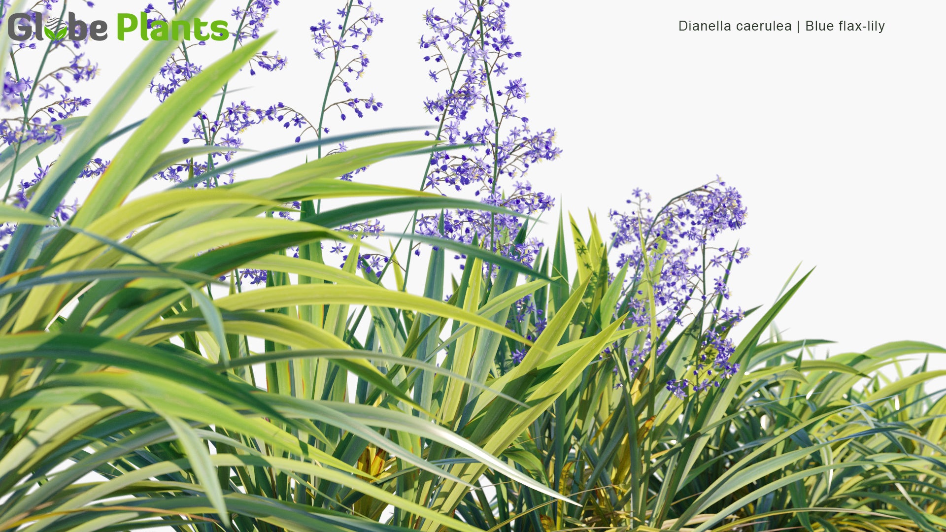 Dianella Caerulea - Blue Flax-Lily, Paroo Lily (3D Model)