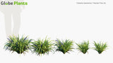 Load image into Gallery viewer, Dianella Tasmanica - Tasman Flax-Lily, Tasmanian Flax-Lily