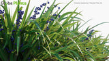 Load image into Gallery viewer, Dianella Tasmanica - Tasman Flax-Lily, Tasmanian Flax-Lily