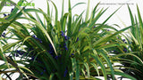 Load image into Gallery viewer, Dianella Tasmanica - Tasman Flax-Lily, Tasmanian Flax-Lily