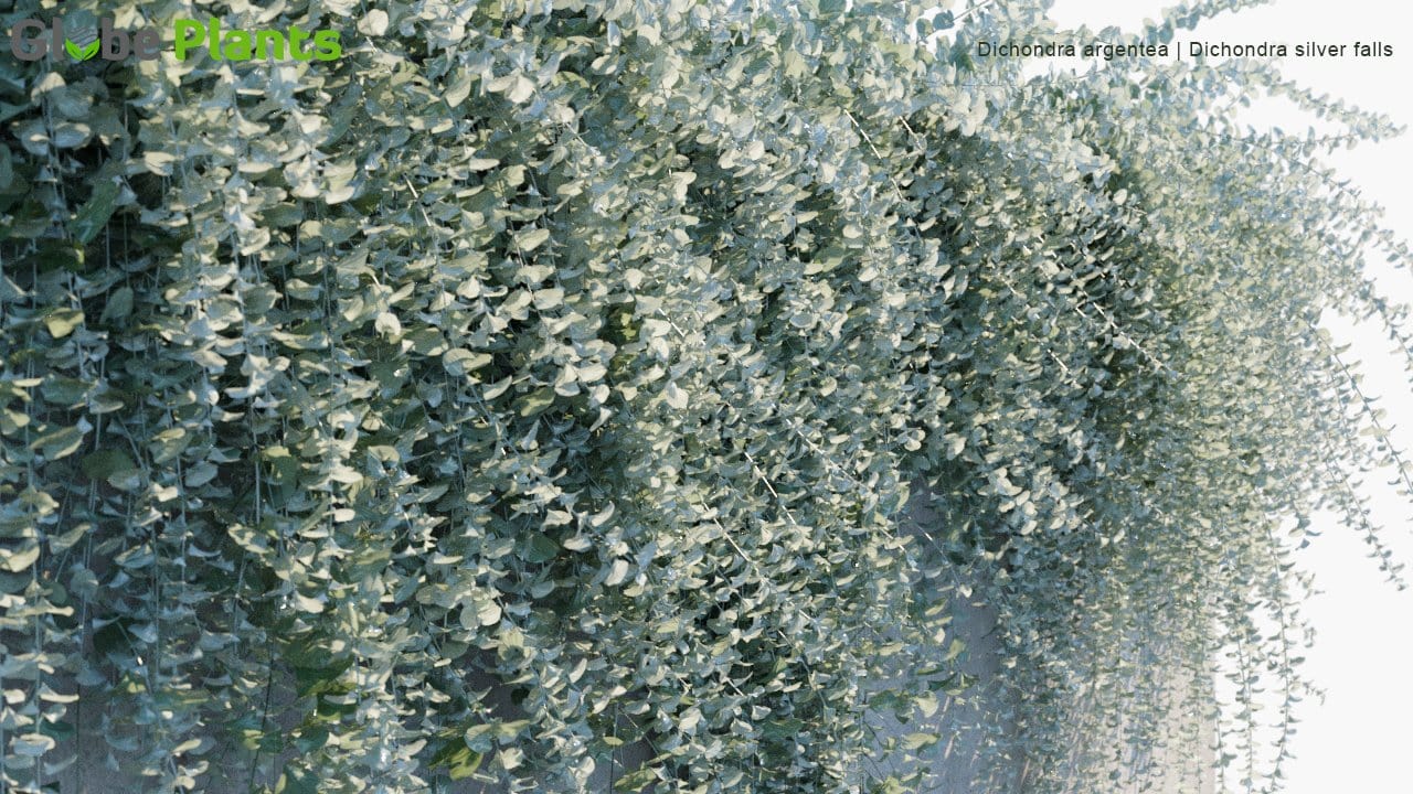 Dichondra Argentea - Dichondra Silver Falls (3D Model)