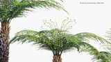 Load image into Gallery viewer, Dicksonia Antarctica - Man Fern, Soft Tree Fern (3D Model)