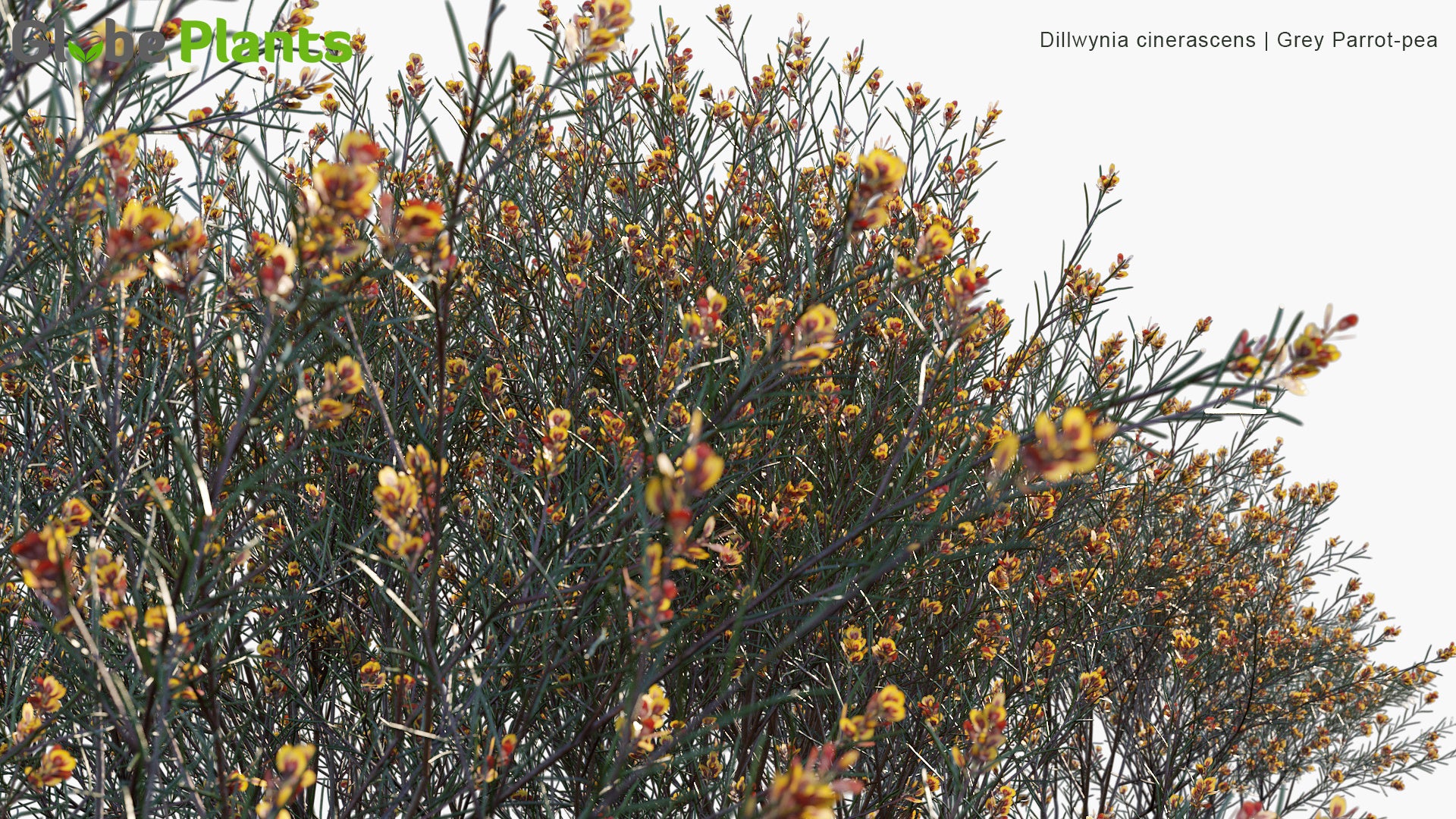 Dillwynia Cinerascens - Grey Parrot-Pea