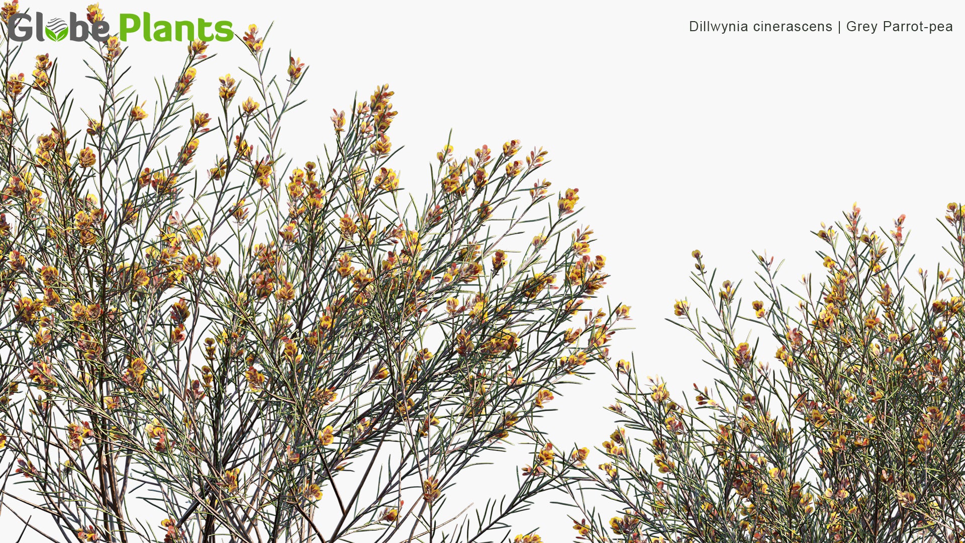 Dillwynia Cinerascens - Grey Parrot-Pea