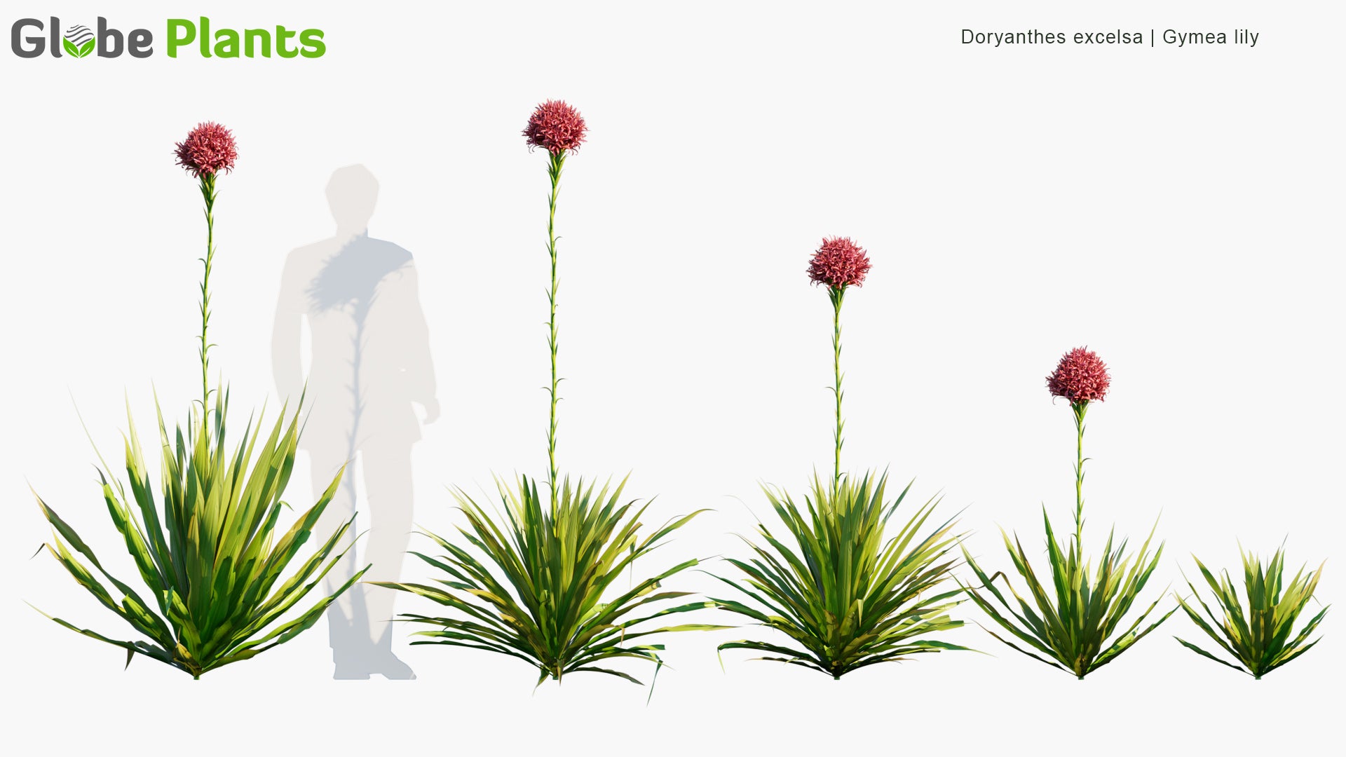 Doryanthes Excelsa - Gymea Lily (3D Model)