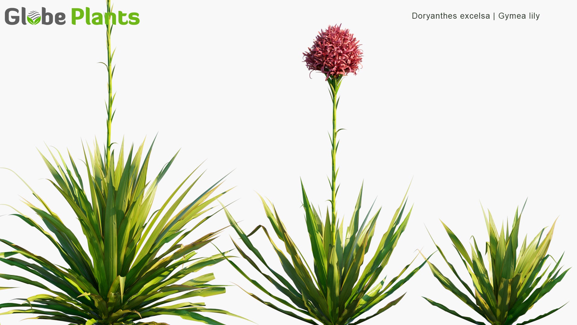 Doryanthes Excelsa - Gymea Lily (3D Model)
