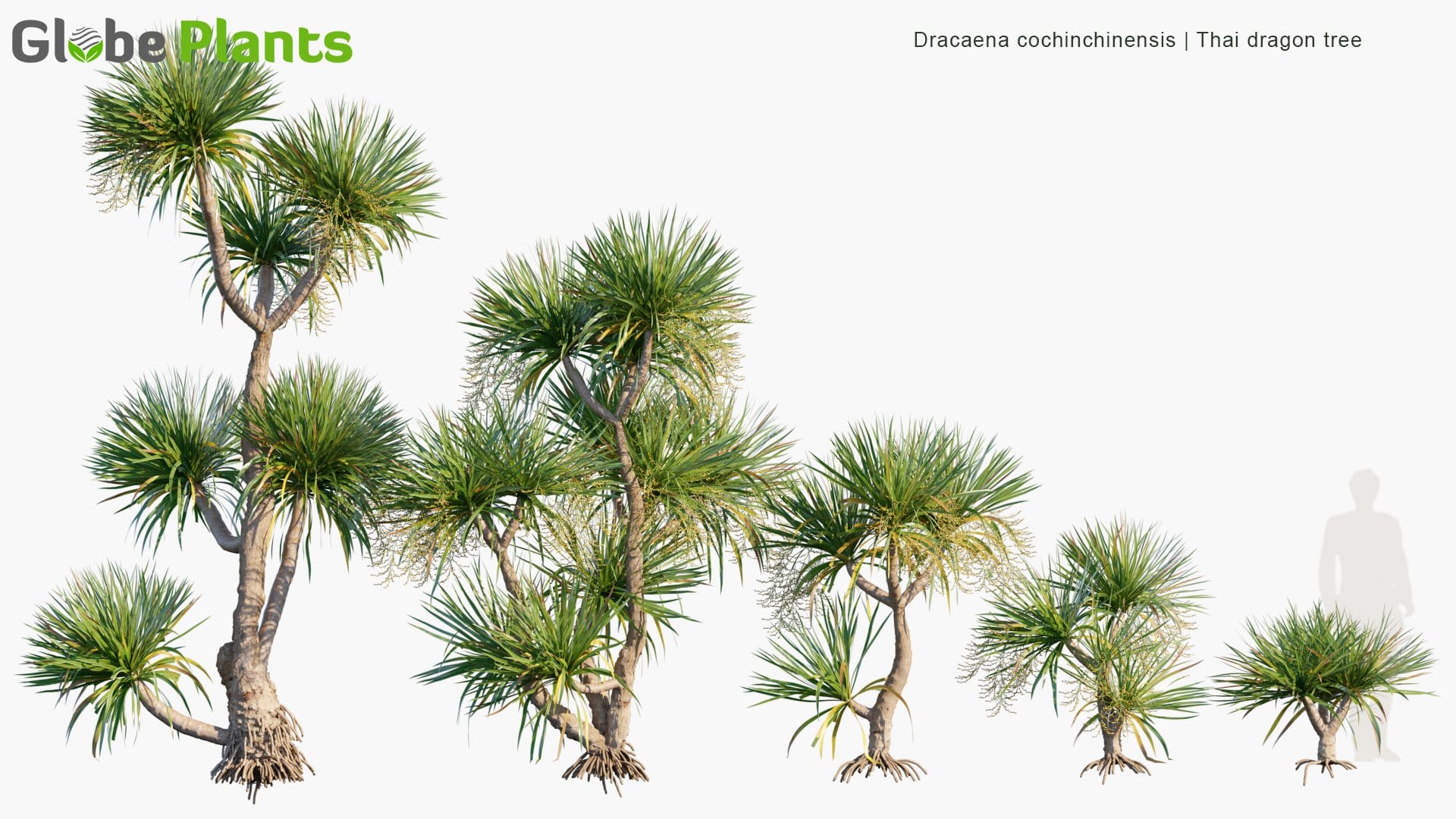 Dracaena Cochinchinensis - Thai Dragon Tree (3D Model)