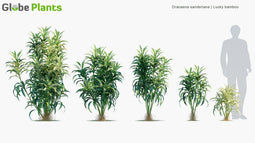 High Poly | Dracaena Sanderiana (Lucky Bamboo) 3D Model - GlobePlants