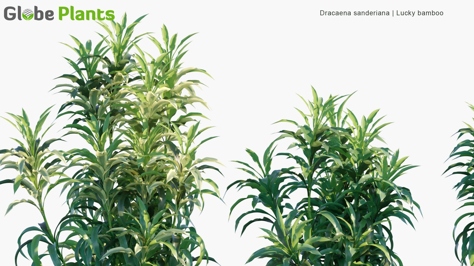 Dracaena Sanderiana - Lucky Bamboo (3D Model)