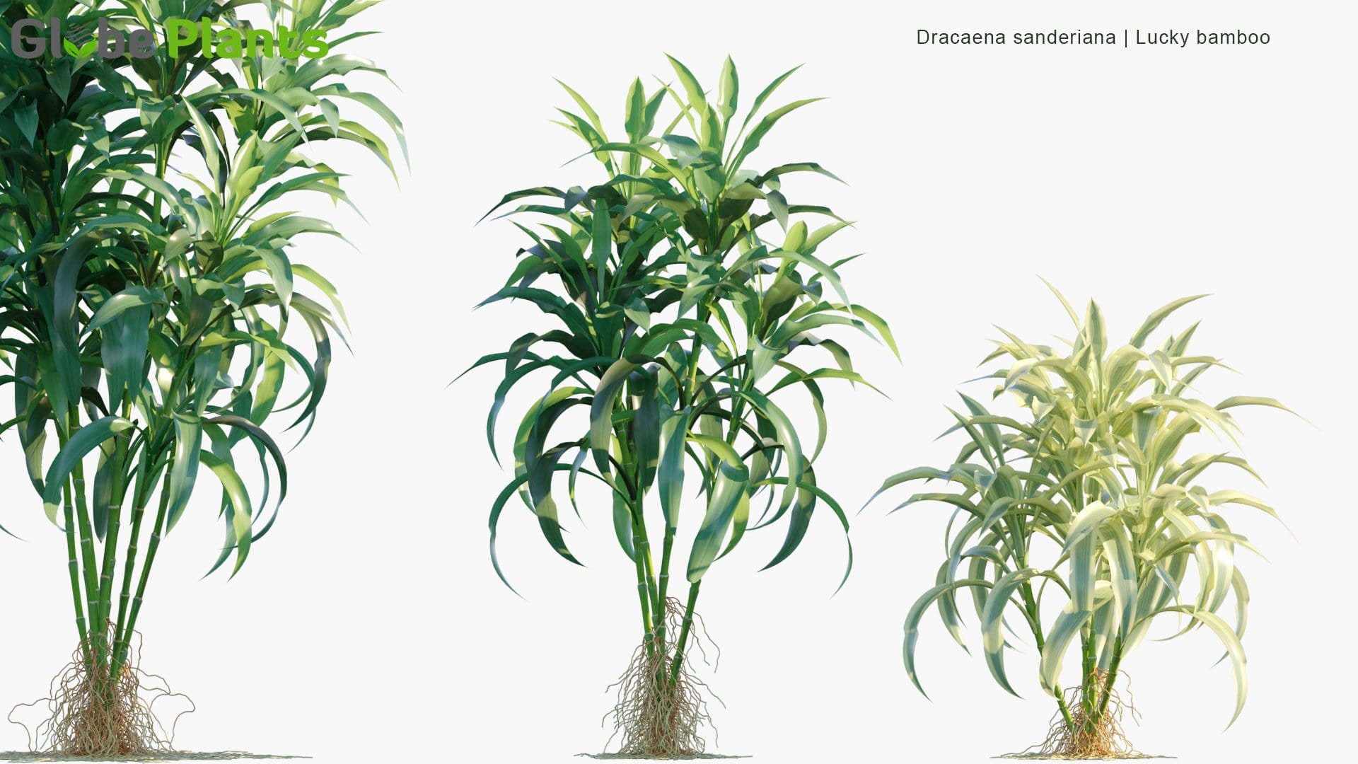 Dracaena Sanderiana - Lucky Bamboo (3D Model)
