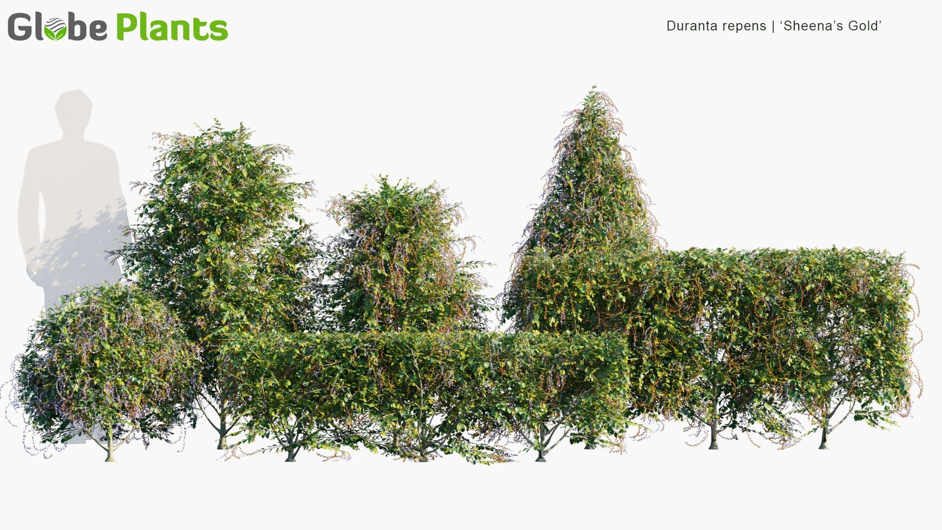 Duranta Repens - Sheena's Gold | Hedge (3D Model)