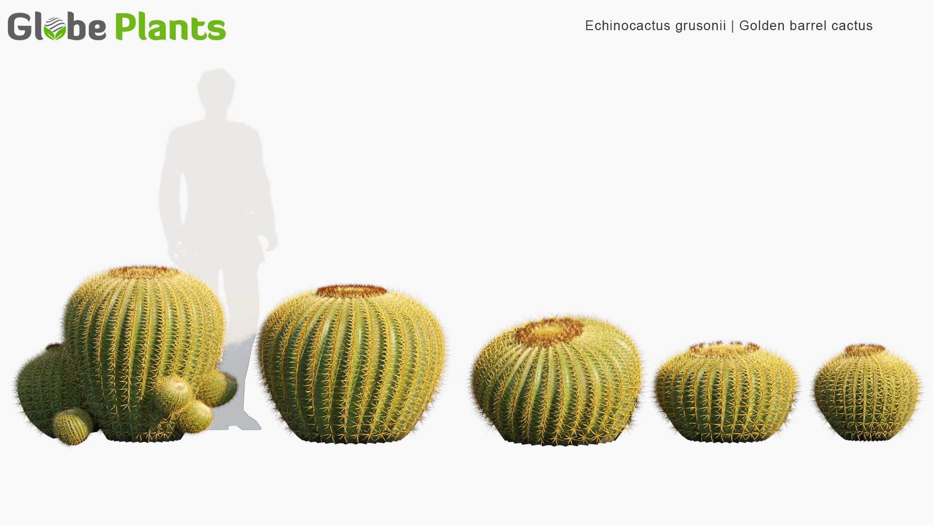 Echinocactus Grusonii - Golden Barrel Cactus, Golden Ball, Mother-in-Law's Cushion