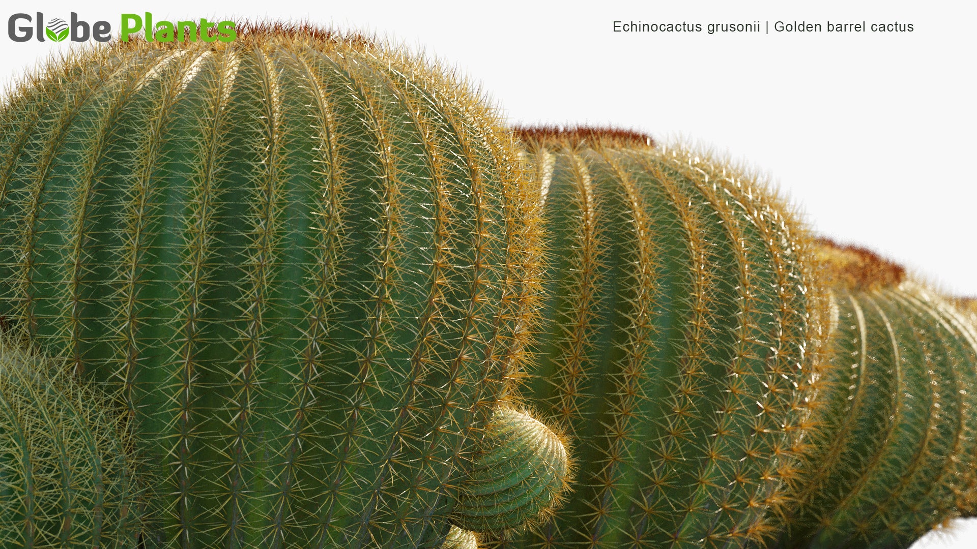 Echinocactus Grusonii - Golden Barrel Cactus, Golden Ball, Mother-in-Law's Cushion