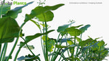 Load image into Gallery viewer, Echinodorus Cordifolius - Creeping Burhead