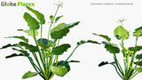 Load image into Gallery viewer, Echinodorus Cordifolius - Creeping Burhead