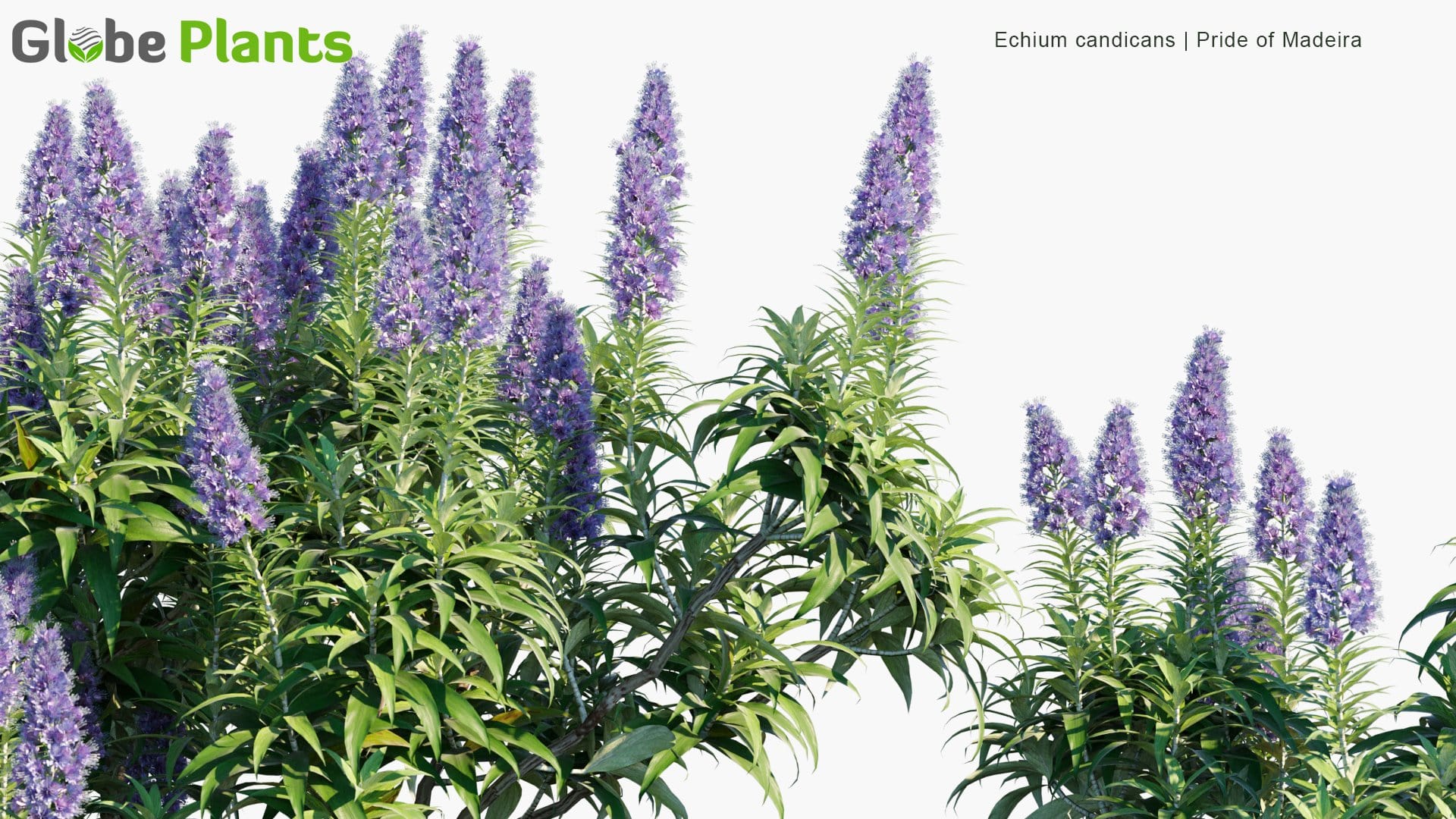 Echium Candicans - Pride of Madeira (3D Model)