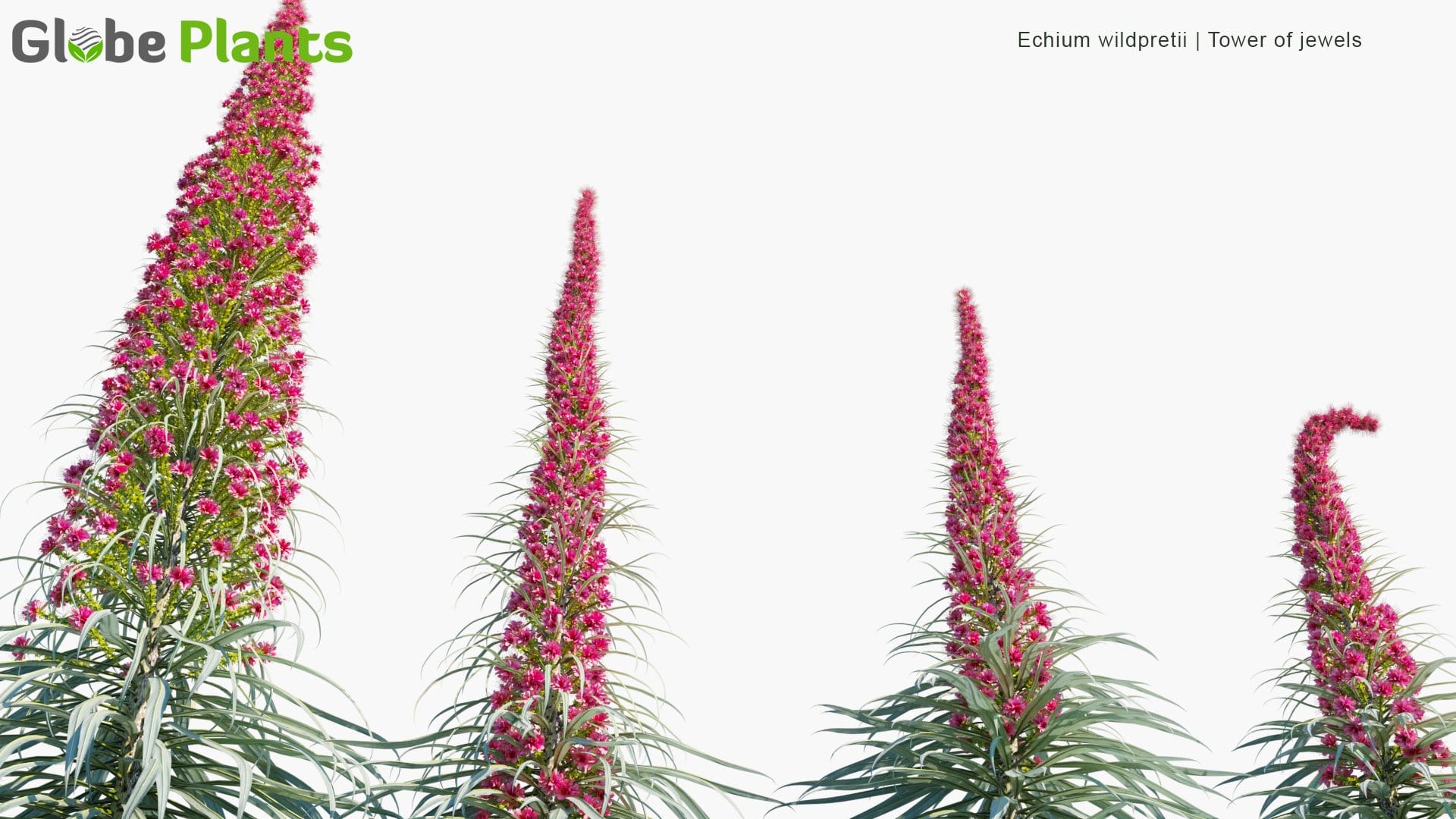 Echium Wildpretii - Tower of Jewels, Red Bugloss, Tenerife Bugloss (3D Model)