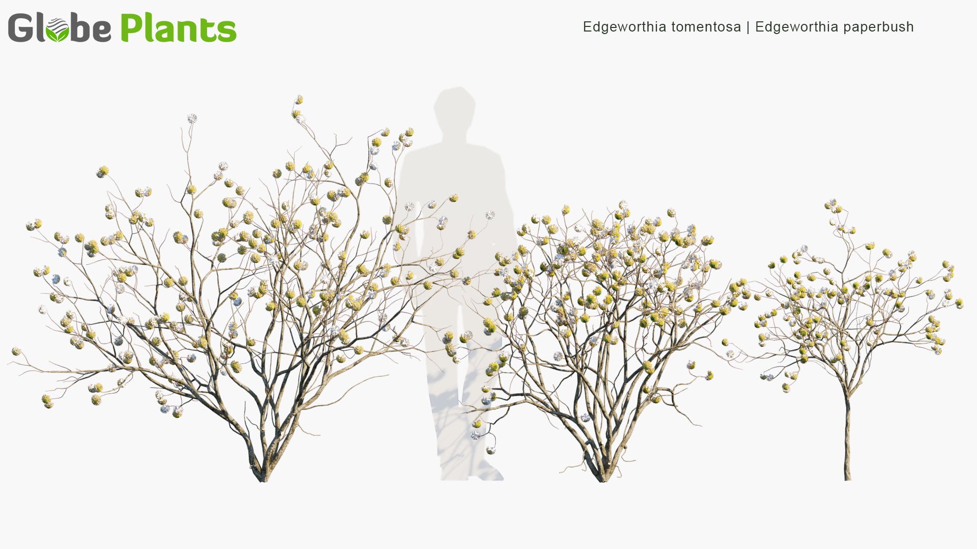 Edgeworthia Tomentosa - Edgeworthia Paperbush