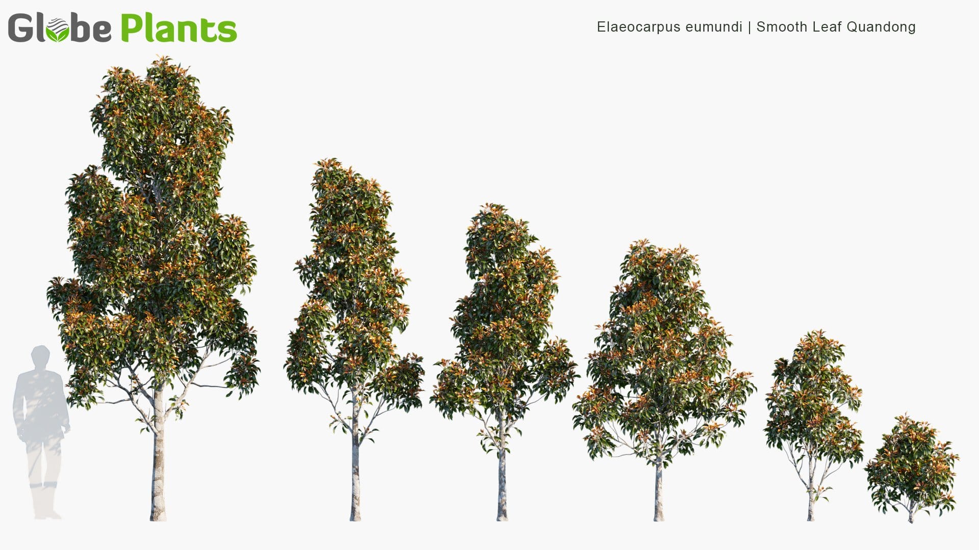 Elaeocarpus Eumundi 3D Model
