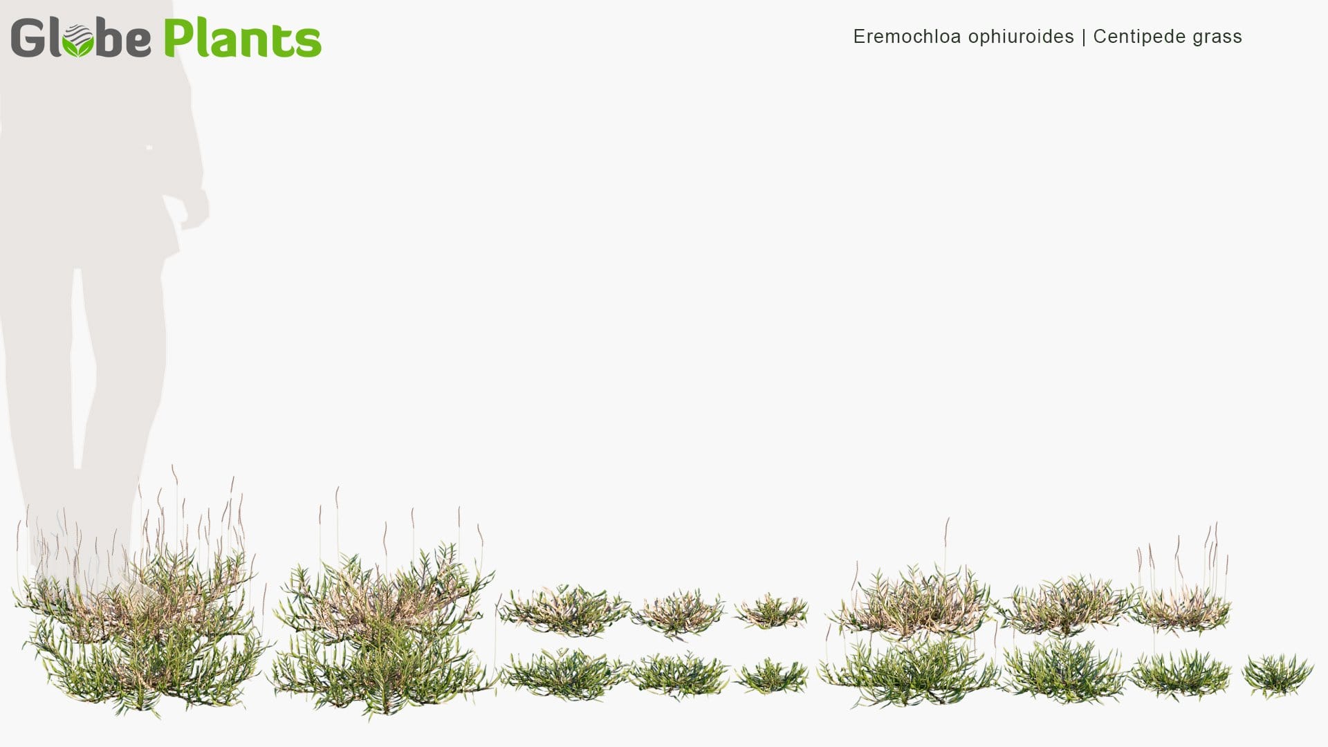 Eremochloa Ophiuroides - Centipede Grass (3D Model)